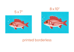Hawaiian Squirrelfish - Print