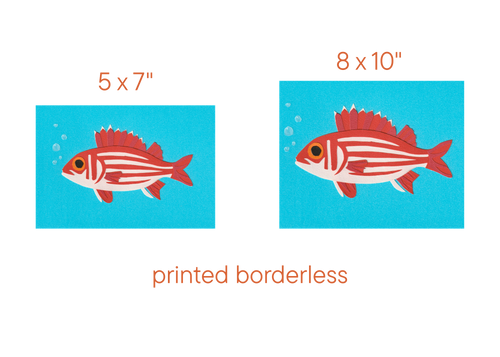 Hawaiian Squirrelfish - Print