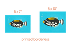 Clown Triggerfish - Print
