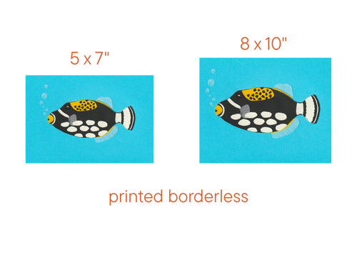 Clown Triggerfish - Print