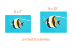 Moorish Idol - Print