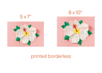White Hibiscus - Print