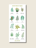 Native Ferns Sticker Sheet