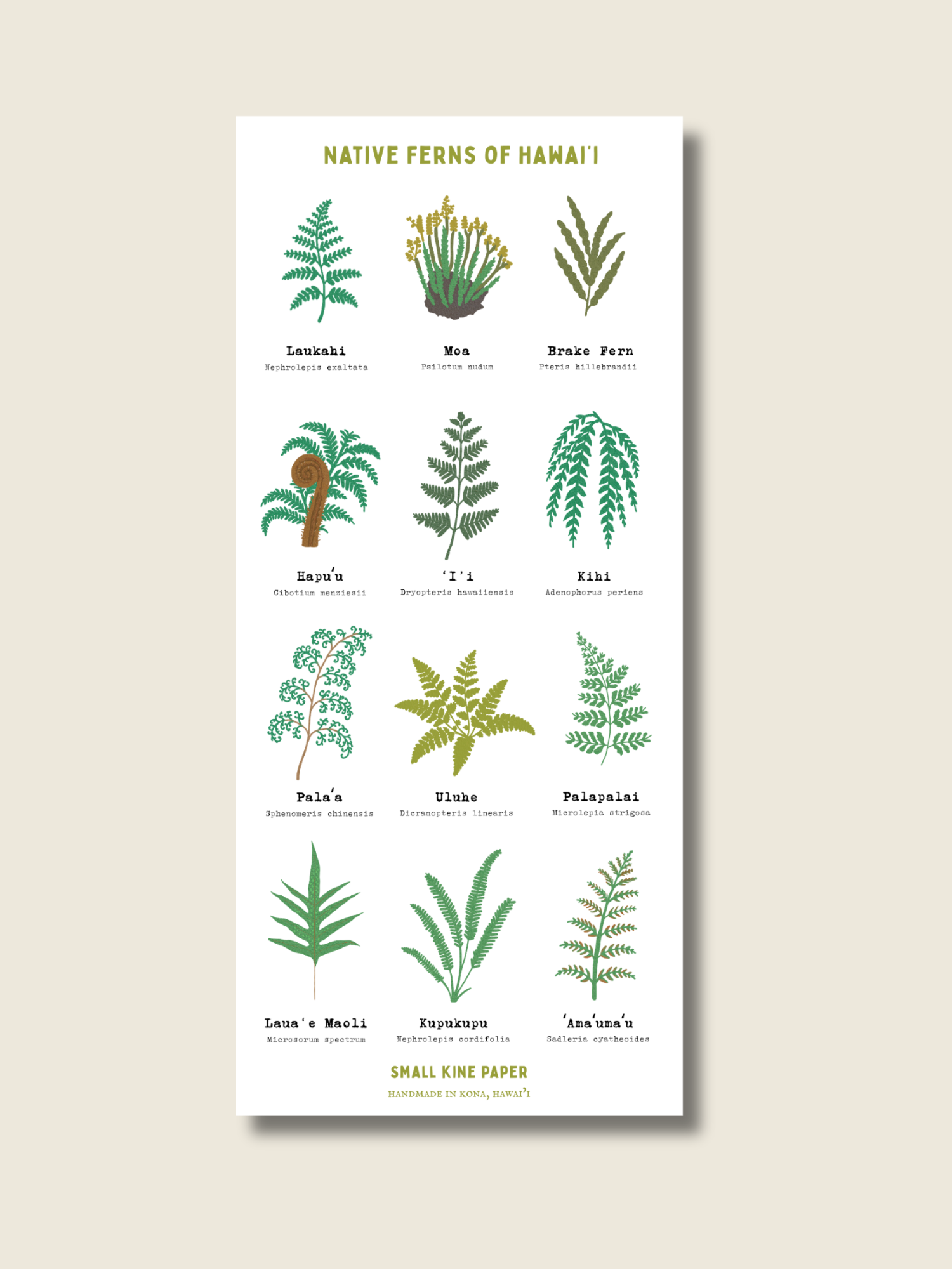 Native Ferns Sticker Sheet