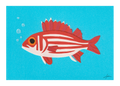 Hawaiian Squirrelfish - Print