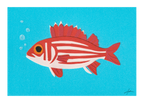 Hawaiian Squirrelfish - Print