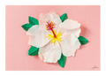 White Hibiscus - Print