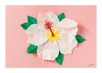 White Hibiscus - Print